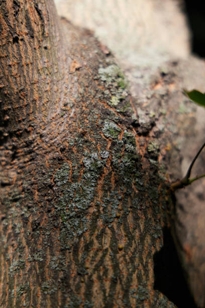istock A CloseUp View of Textured Tree Bark Featuring Lichen and Unique Natural Patterns 2193628103