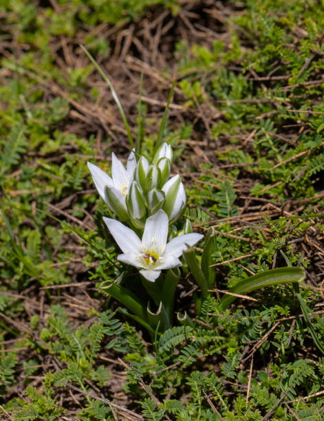 istock Ornithogalum oligophyllum 2193628553