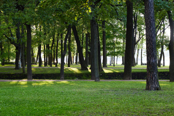 A tranquil forest scene with vibrant greenery and warm sunlight filtering through tall trees on a calm day