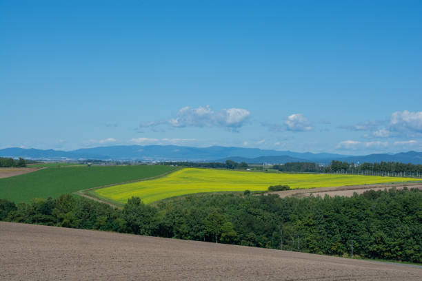 istock Canola field spreading in the upland area 2193629861
