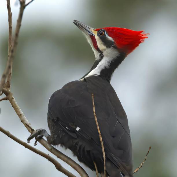 istock Pileated Woodpecker with Vibrant Crest 2193629974