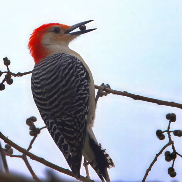 A vibrant red-bellied woodpecker perched on a branch, holding a berry in its beak, against a clear sky background.