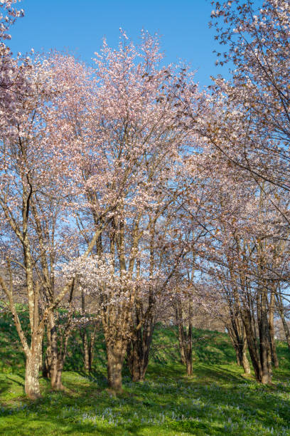 istock Park with cherry blossoms in full bloom in a sunny spring day 2193630147