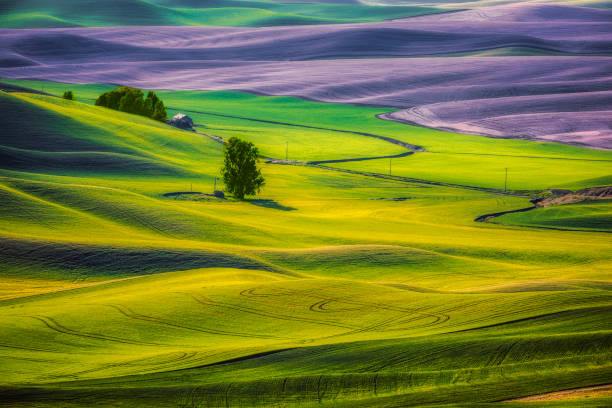 istock Rolling Hils of the Palouse 2193630205