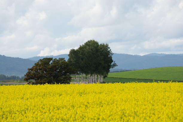 Canola field in the summer hilly area