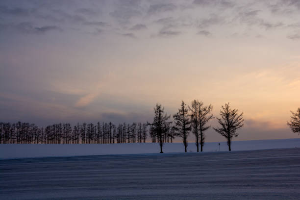 Snow field with snow-melting agent and larch forest at dusk
