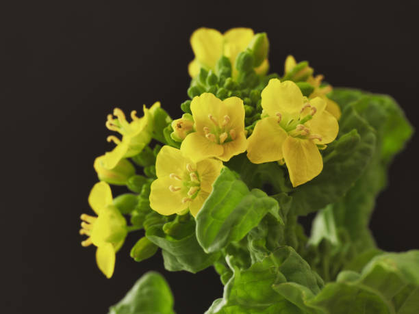 Closeup of yellow canola flower