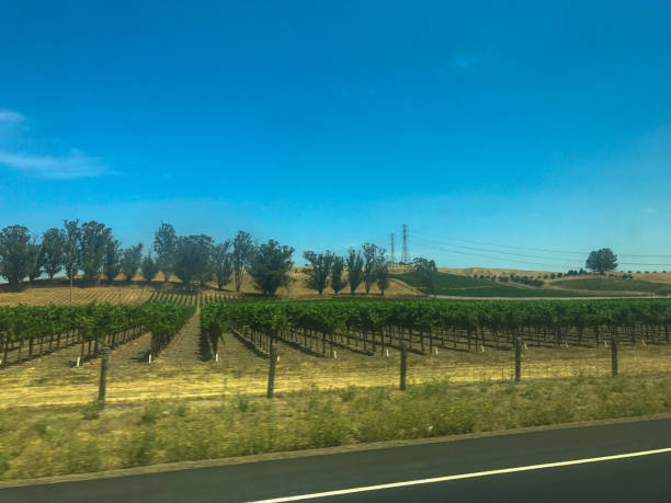 Vineyard Landscape in Buellton, California