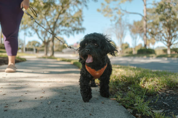 istock Woman Walking Poodle Mix Dog - Low Angle Focus on Dog 2193631703