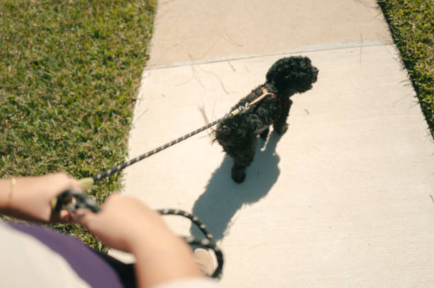 A spaniel and poodle cross being walked on the sidewalk in Manhattan.