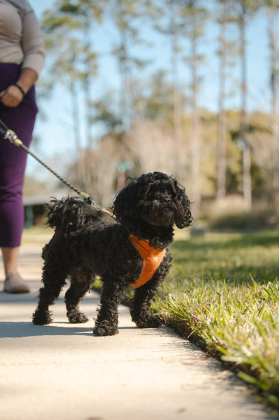 istock Woman Walking Poodle Mix Dog - Low Angle Focus on Dog 2193631980