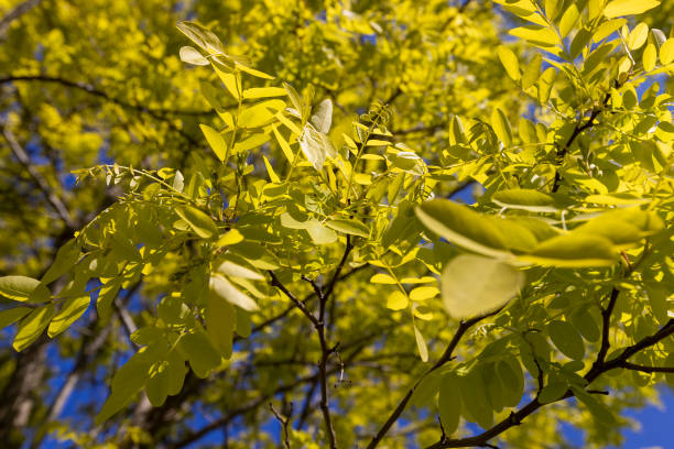 istock green acacia leaves in spring with blue sky 2193632331