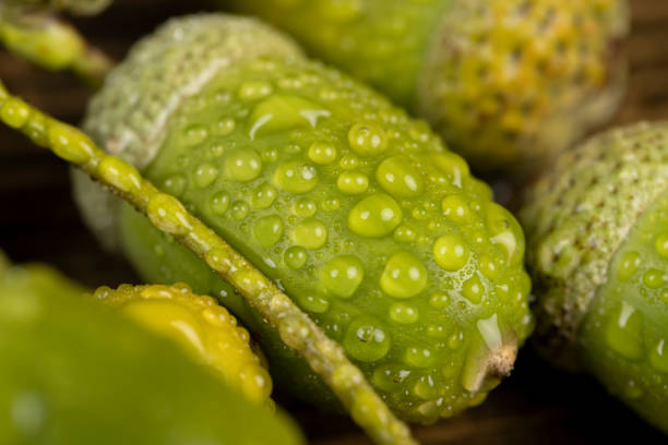 green beautiful large-sized oak fruits acorns, not ripe green oak acorn close-up