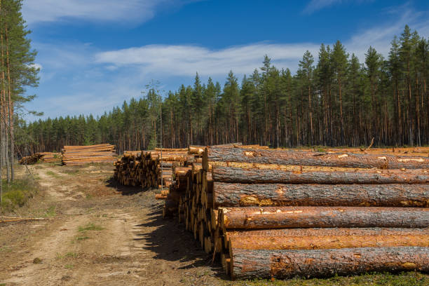 harvested pine timber lies in the forest.