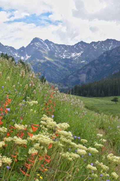 istock Wildflower Meadow in Colorado 2193634089
