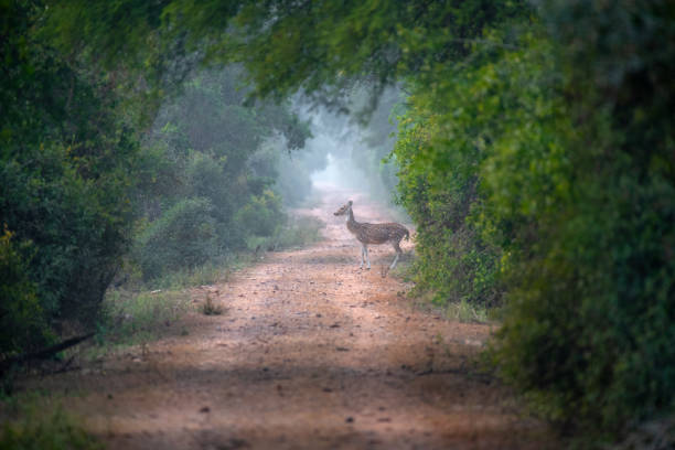 istock An early morning scene 2193635167