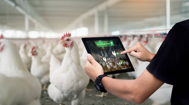 Smart poultry farm automation and monitoring mangement system concept Man hands using digital tablet on blurred hens as background Smart technology in the chicken coop stock pictures, royalty-free photos & images