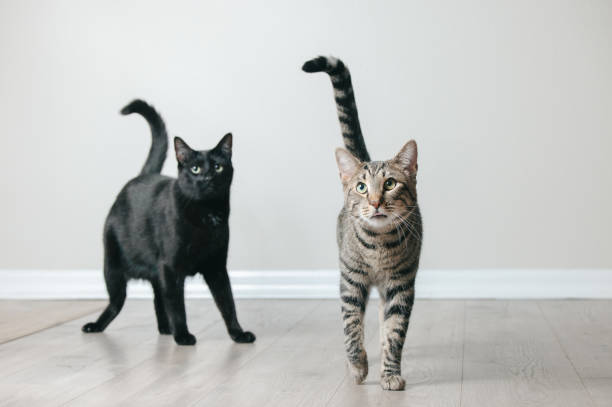 Tabby and Black Cat
