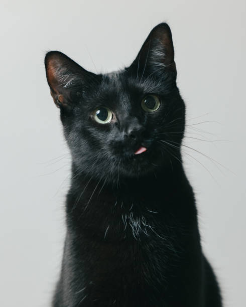 istock Black Cat - Close Up - Licking Lips 2193637057