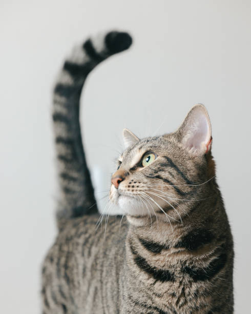 Tabby Cat