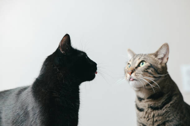 Tabby and Black Cat