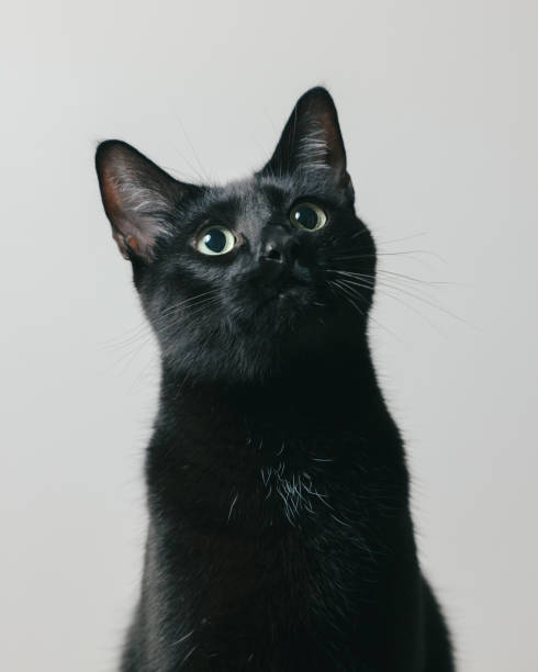 istock Black Cat Sitting - Close Up - Looking Up 2193637208