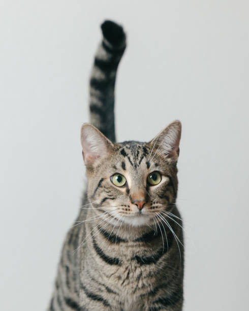 istock Tabby Cat -  Close Up - Telephoto 2193637305