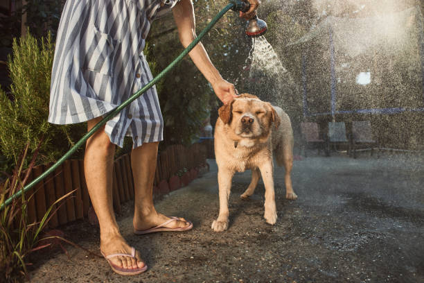istock Oh, not again! Beautiful Labrador retriever dog doesn't enjoy water refreshment 2193637670