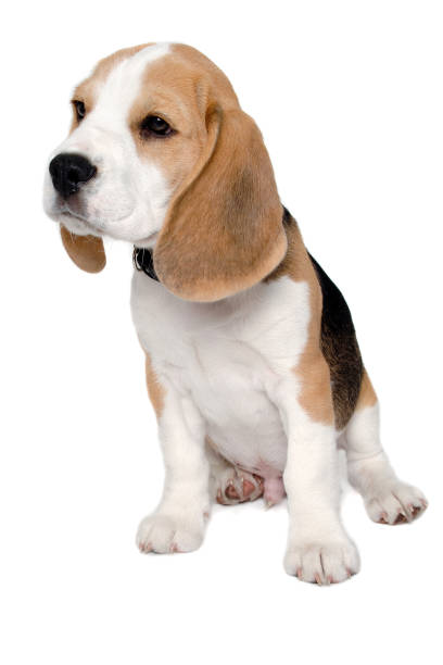 istock Sad beagle puppy dog on a white background 2193637856