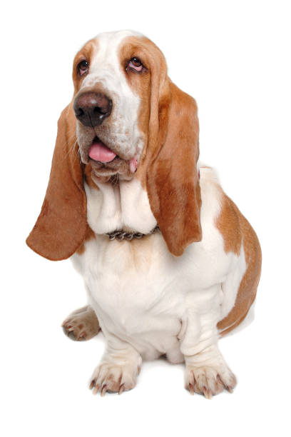 istock Sad Basset Hound  dog on a white background 2193637859