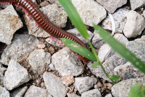 a millipede is walking