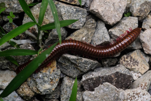 istock Millipedes isolated on stones and wild plants 2193638234