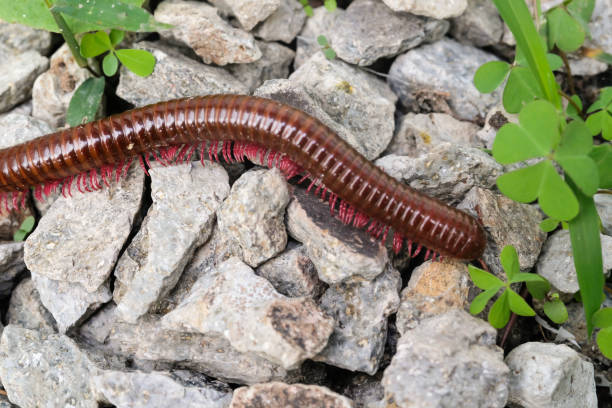 istock Millipedes isolated on stones and wild plants 2193638288