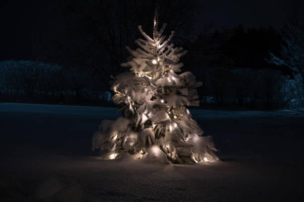Snow-covered tree branches in a dark winter forest at night, creating a tranquil and moody atmosphere with soft light and a serene snowy landscape. Perfect for nature and winter themes