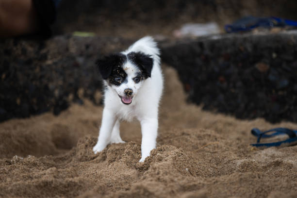 Little puppy (Border Collie) is running on Sanur beach.Denpasar - Bali Island - Indonesia.
