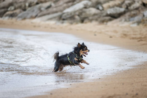 Domestic dog is running on Sanur beach after swimming.Denpasar, Bali Island.