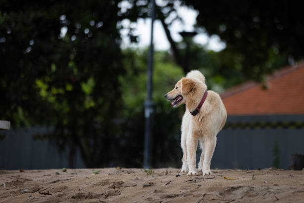 Domestic dog (Golden retriever) is walking around Sanur beach, Bali Island.
