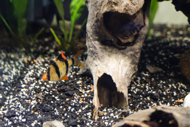Tiger Barb Fish camouflaged in the aquarium. Exotic Fish View in Aquarium tank. Aquascape View. Hobbies and Leisures. Aquatic Fish Tank. Textured Backgrounds Aquarium Decoration