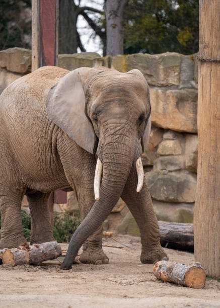 African Elephant Trunk nose and nostril, elephas maximus borneensis