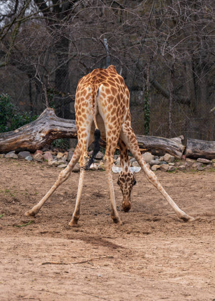 istock Giraffe bends over and eats from ground with its legs spread wide apart. View of animal from behind. 2193641942