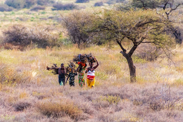 Archers Post, Kenya, July 23, 2024. Women from a local Samburu Tribe carrying firewood in the Samburu National reserve in Northern Kenya.