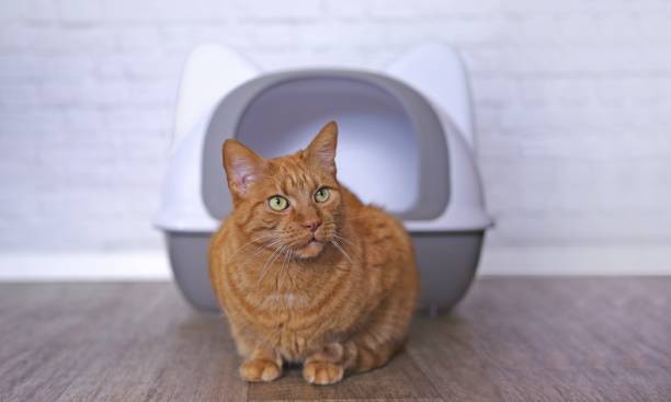 istock Cute red cat waiting in front of the litter box. Panoramic image with copy space. 2193644551