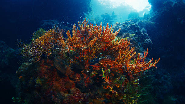 istock Sunlight illuminating vibrant coral reef 2193645061