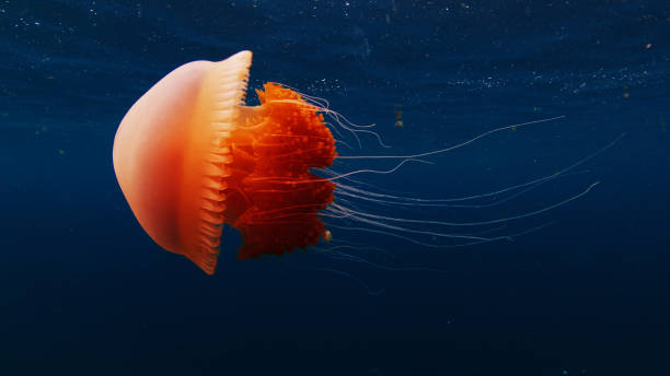 istock Orange jellyfish is gently pulsing through blue water 2193645081
