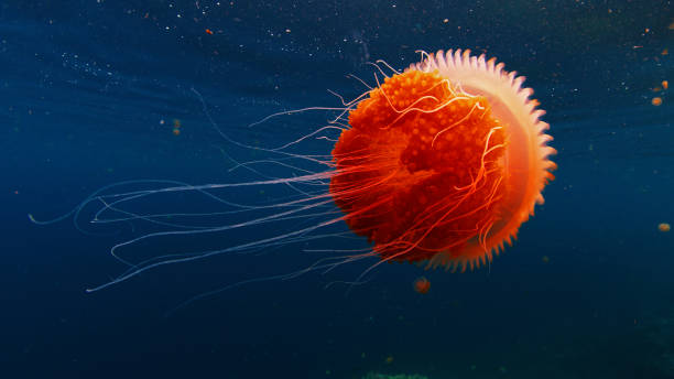 istock Orange jellyfish is gently pulsing through blue water 2193645110
