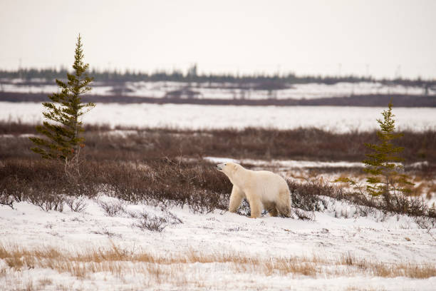 istock Polar Bear in the Tundra 2193645191