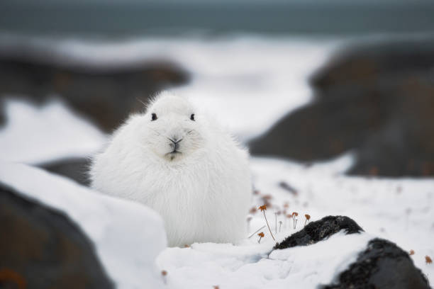 istock Arctic Hare in Its Winter Habitat 2193645252