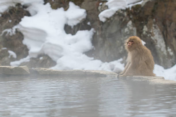 istock Snow Monkey's Warm Retreat 2193645920