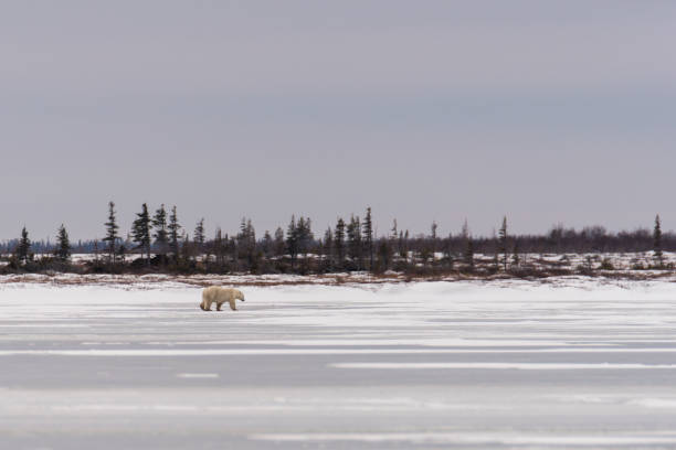 istock Polar Bear in the Tundra 2193646056