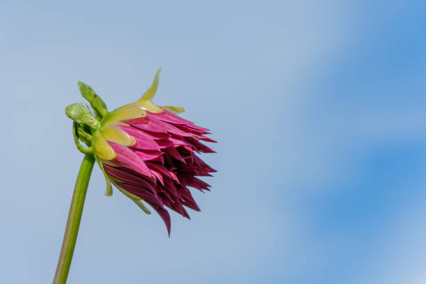 A close-up of a vibrant pink dahlia bud against a clear blue sky, symbolizing growth and potential.